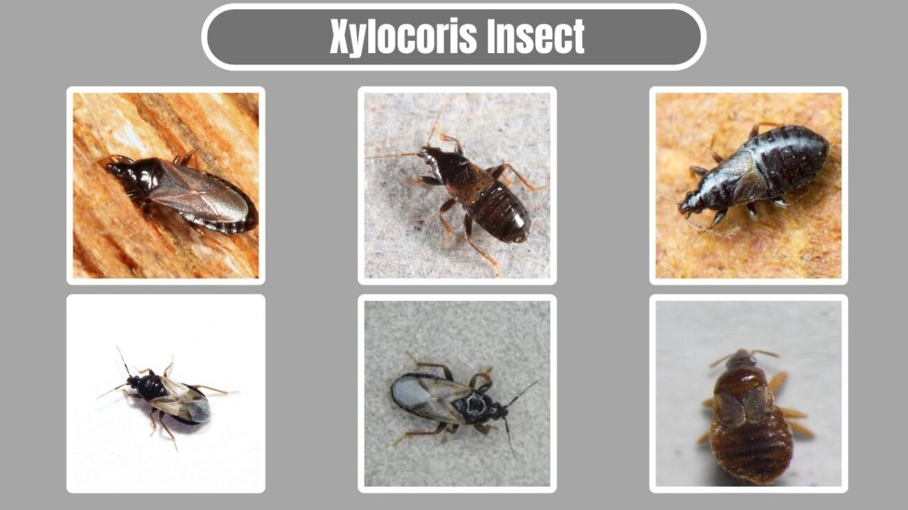 Xylocoris Insect