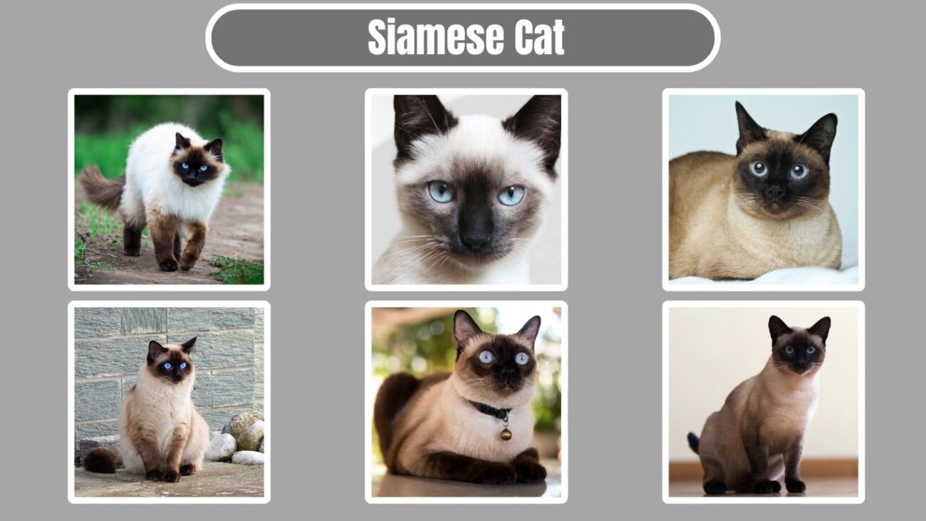 Siamese Cat