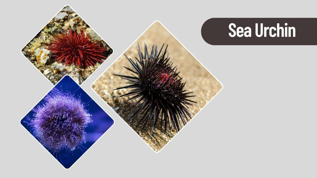 Sea Urchin