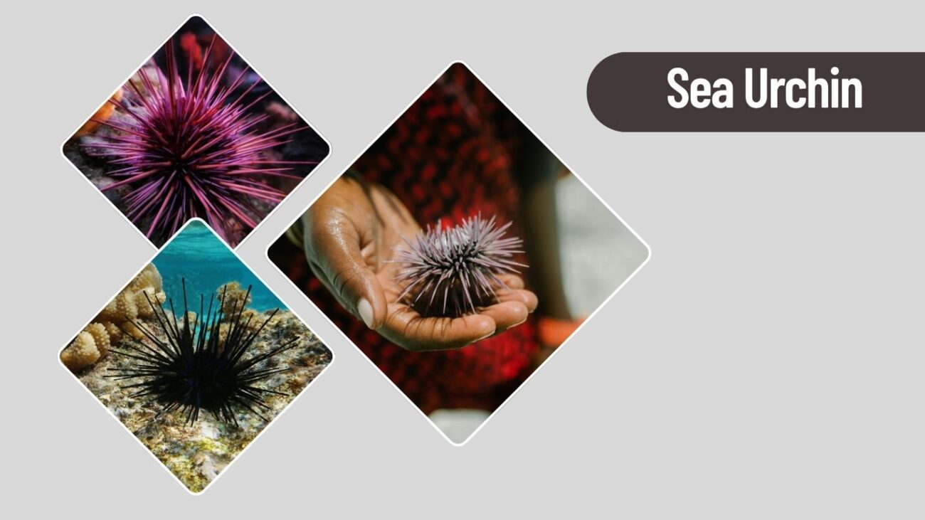 Sea Urchin