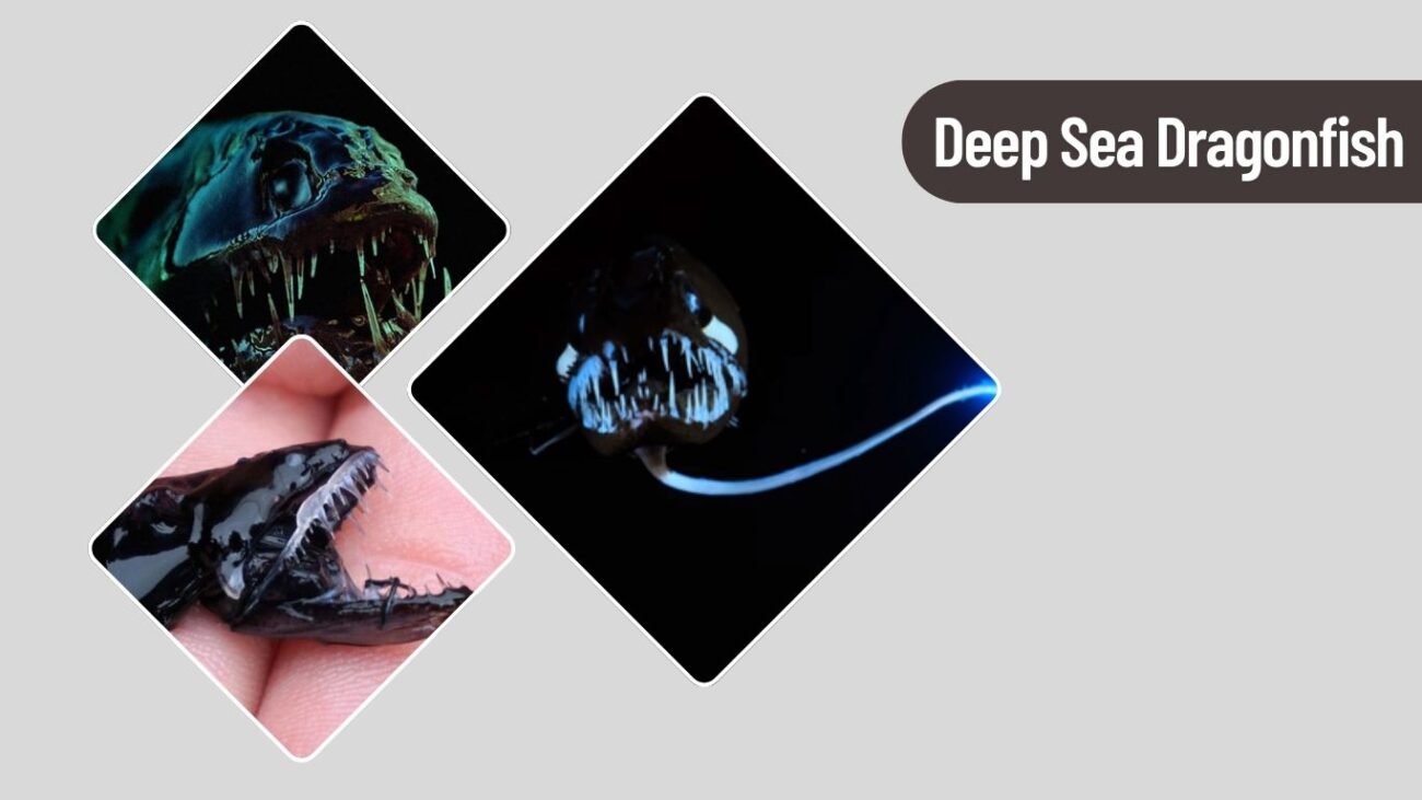 Deep Sea Dragonfish