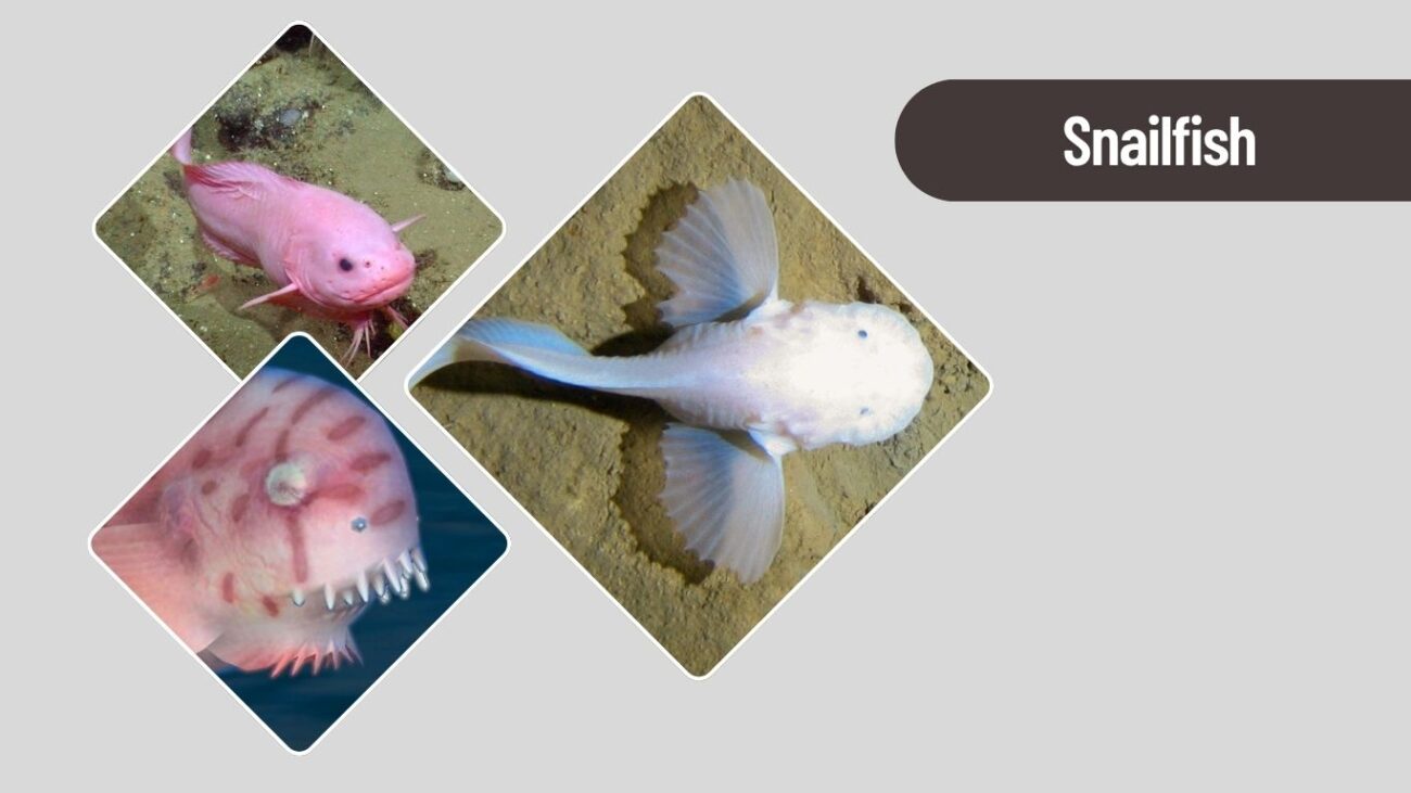 Snailfish – Deepest Living Fish on Earth