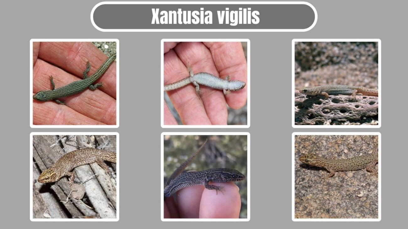 Xantusia vigilis