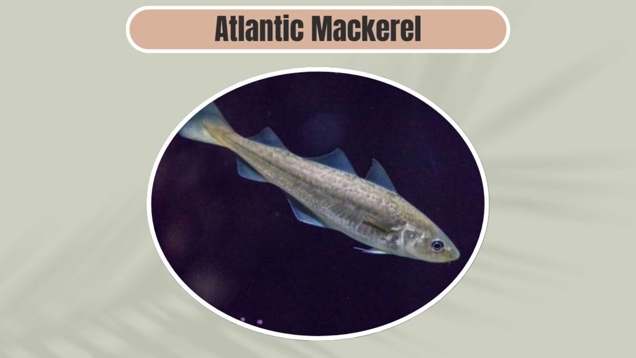 Atlantic Mackerel