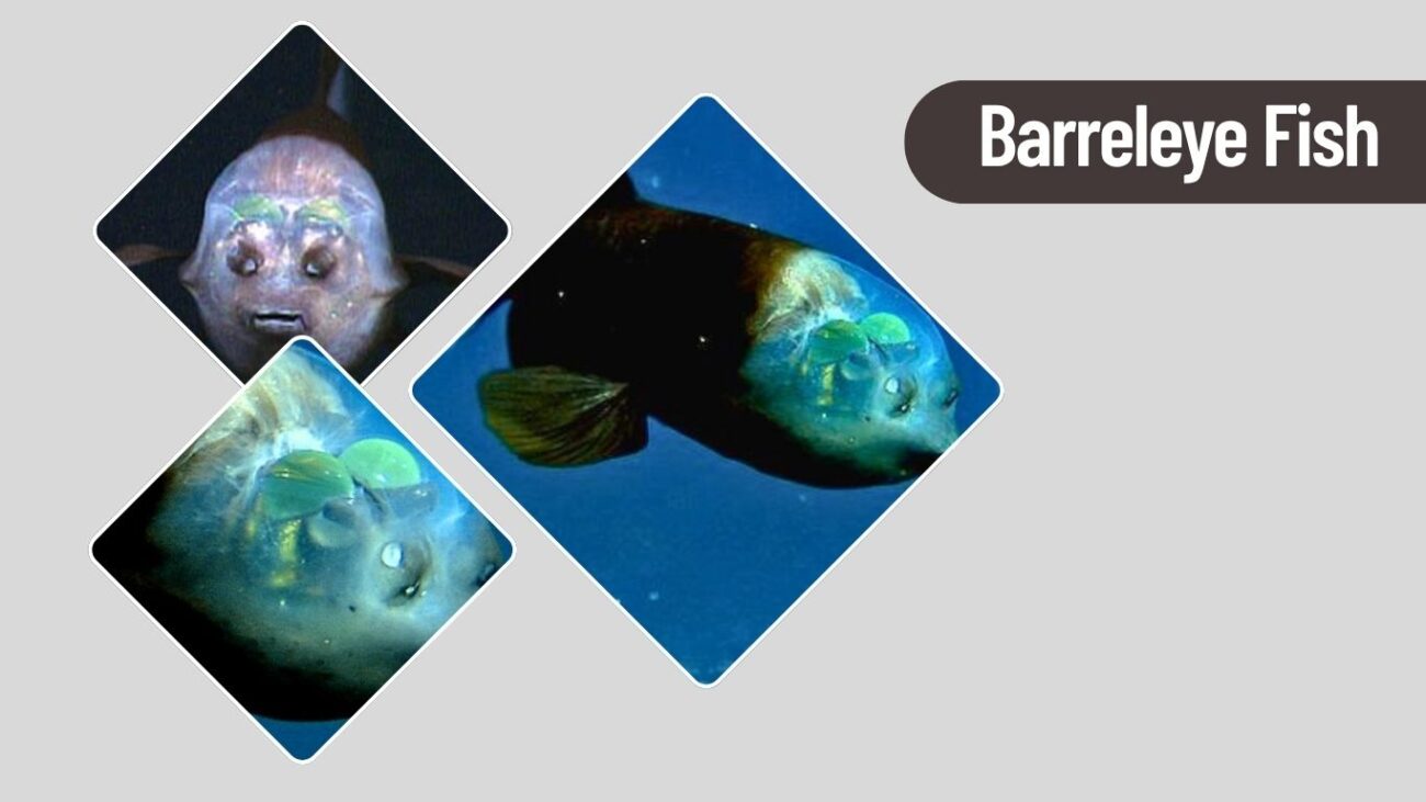Barreleye Fish