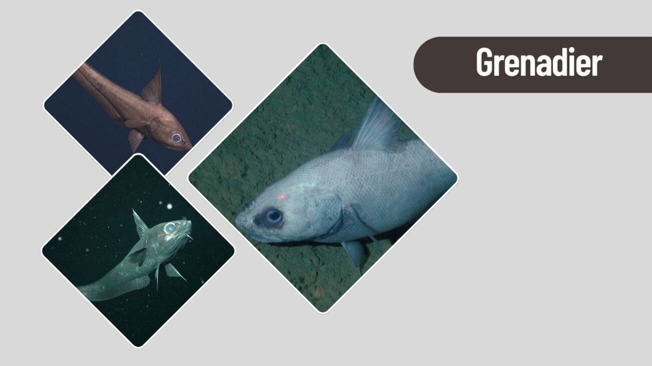 Grenadier (Rattail Fish) – Common Deep Sea Bottom-Dweller