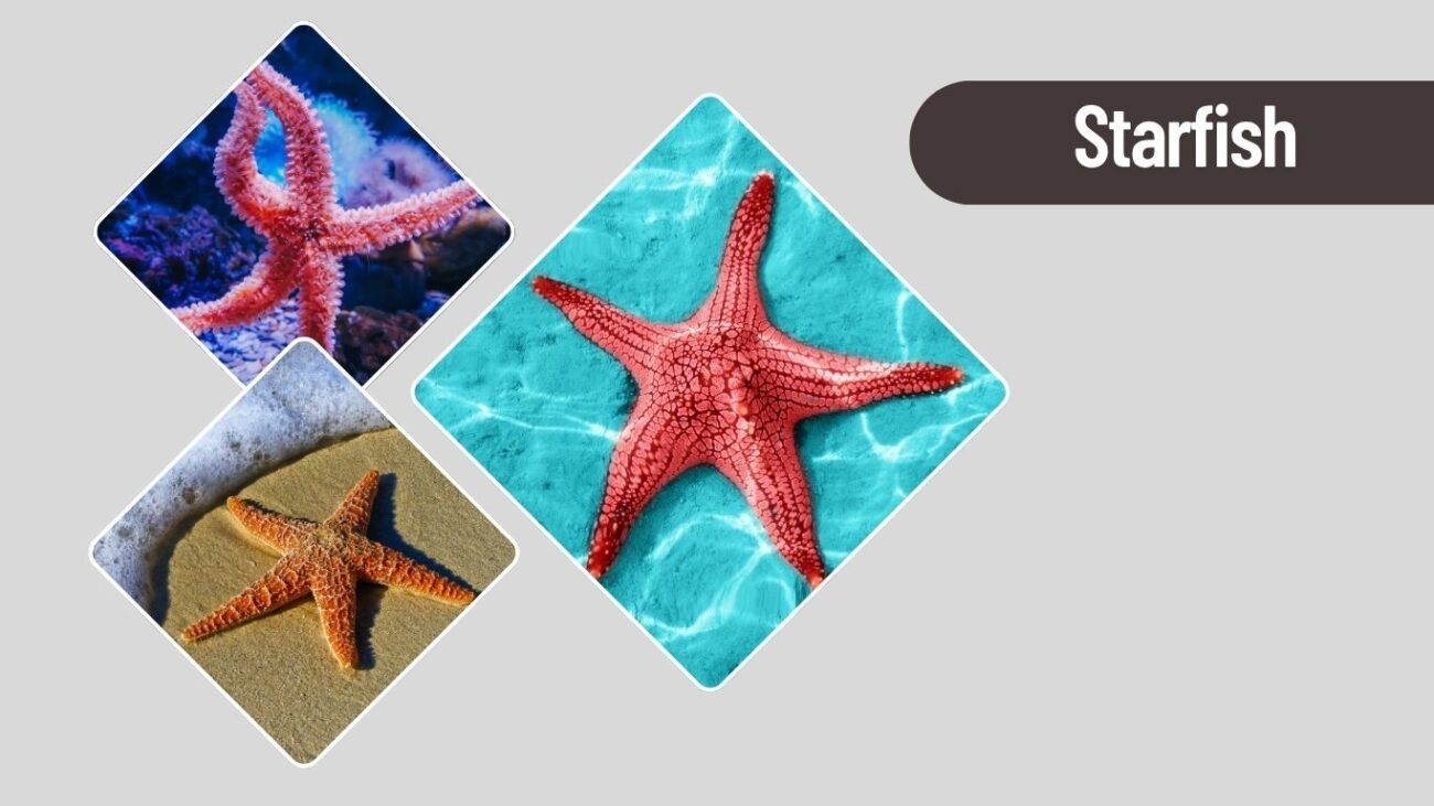 Starfish