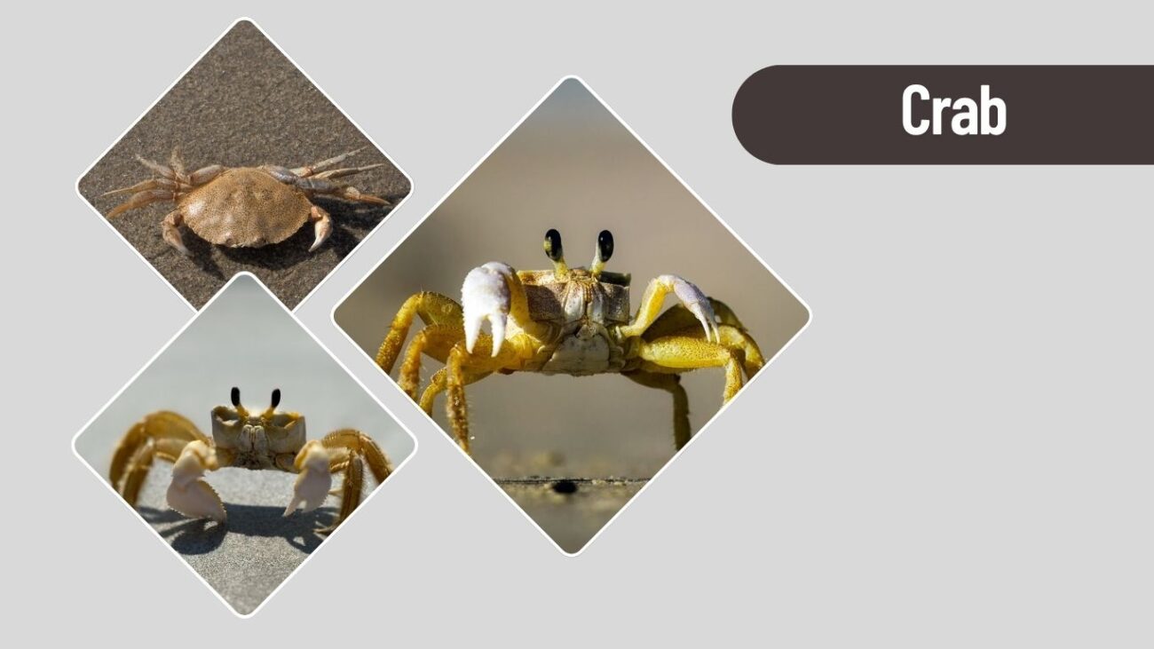 Crab