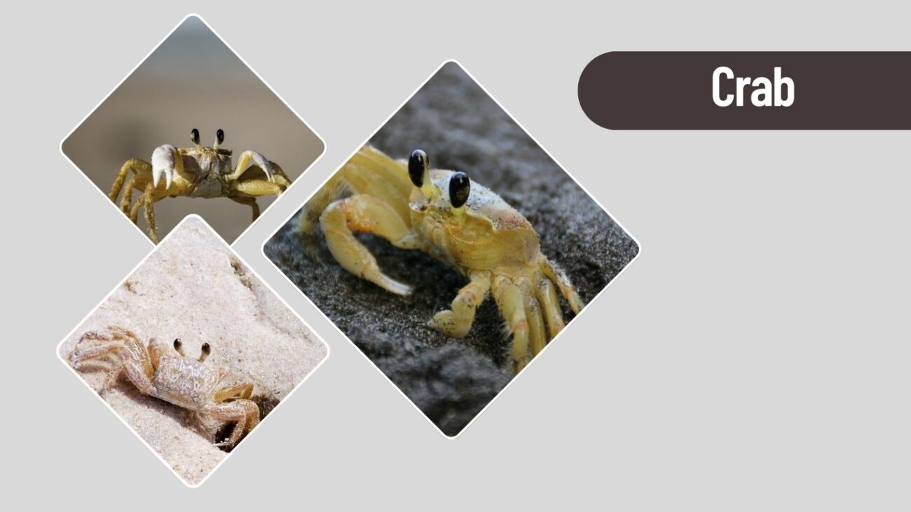 Crab