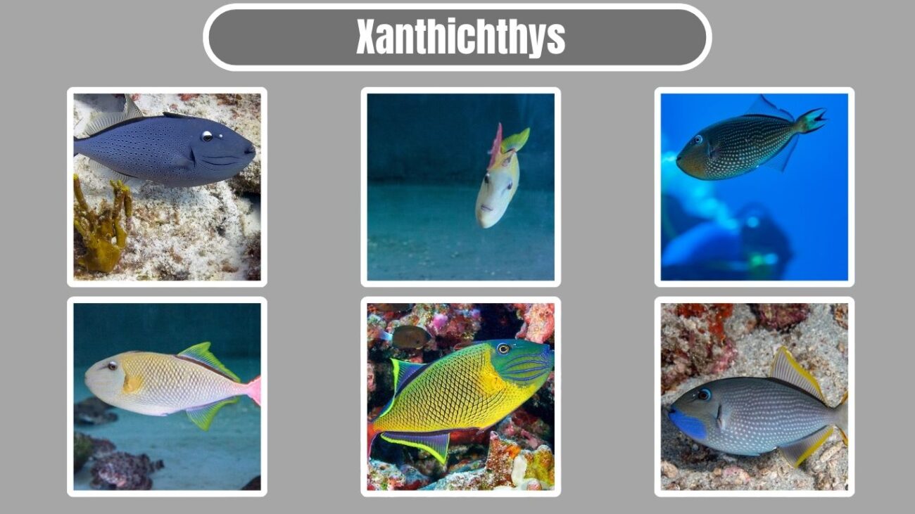 Xanthichthys