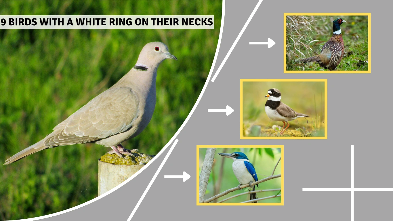 9 Birds with a White Ring on their Necks Identification with Picture