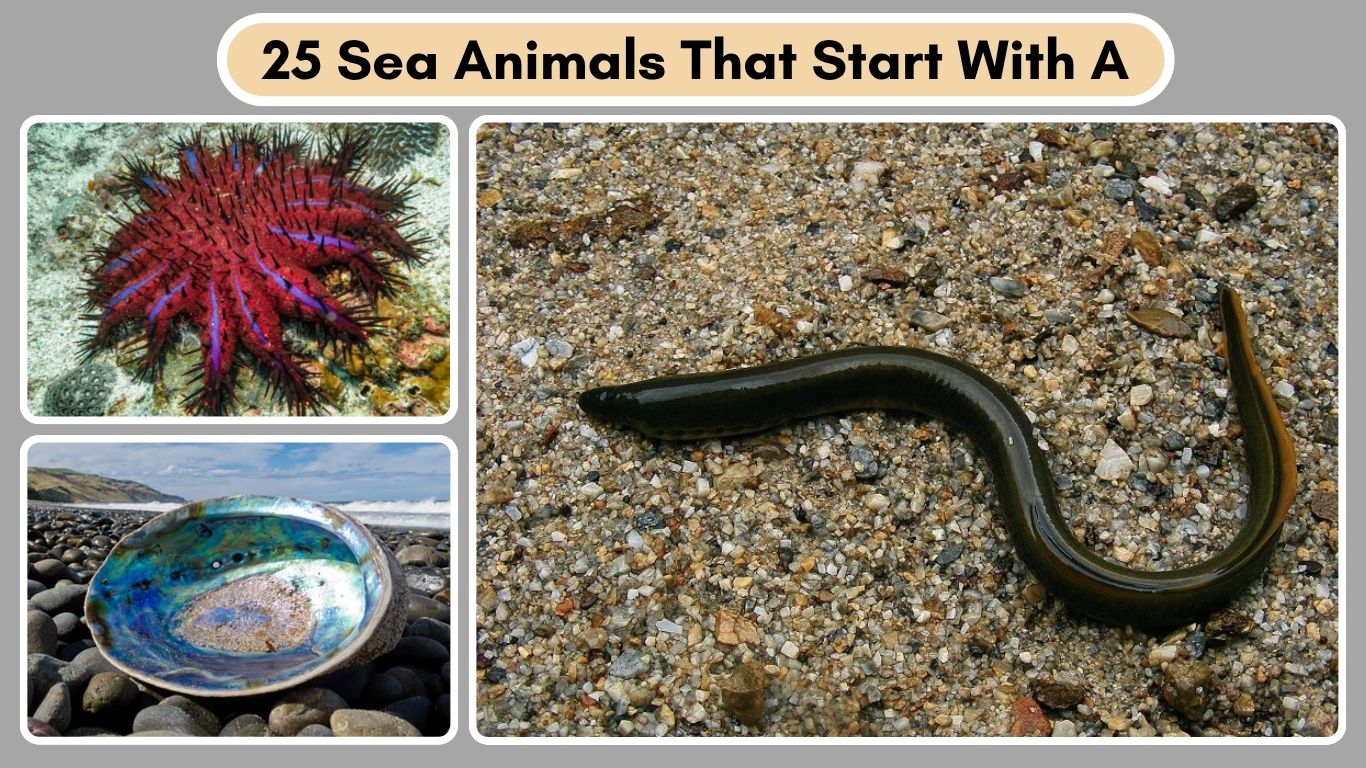 25 Sea Animals That Start With A