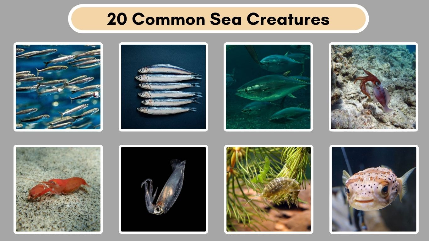 20 Common Sea Creatures
