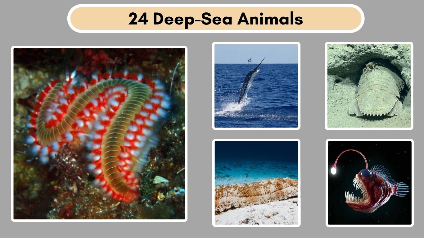 24 Deep-Sea Animals