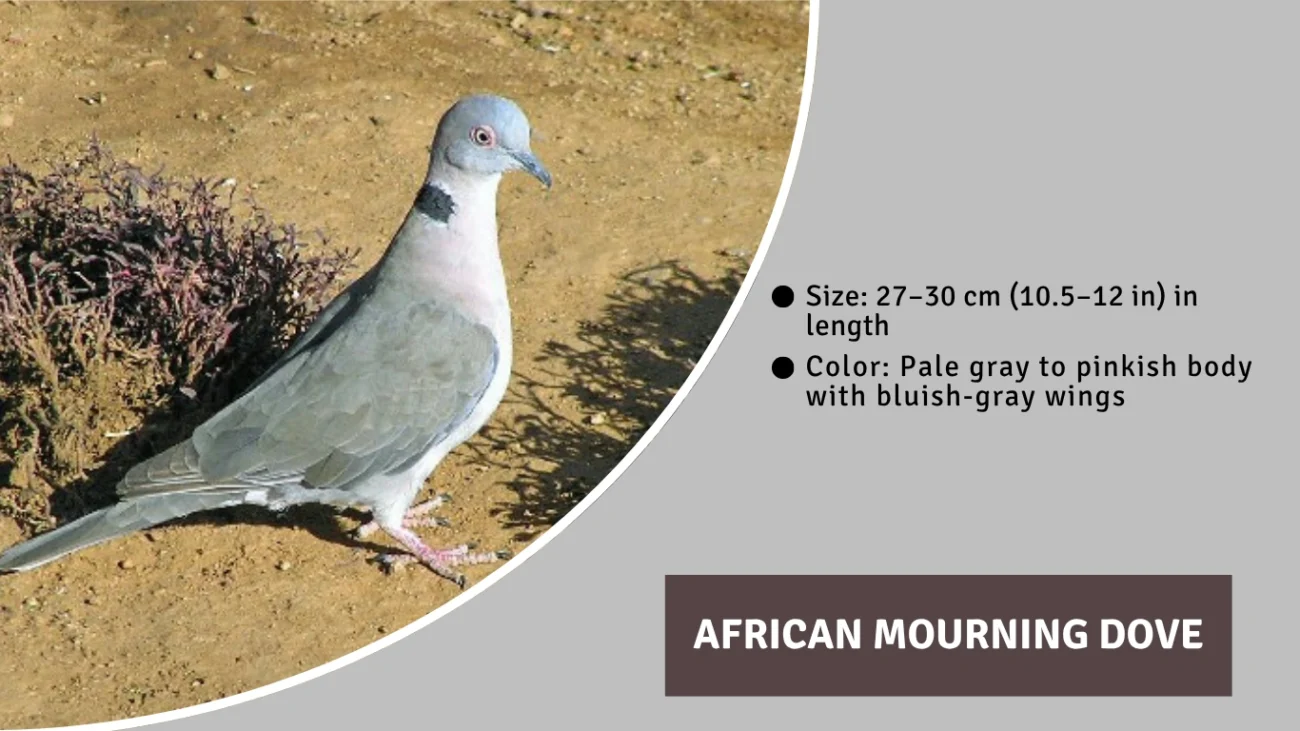African Mourning Dove