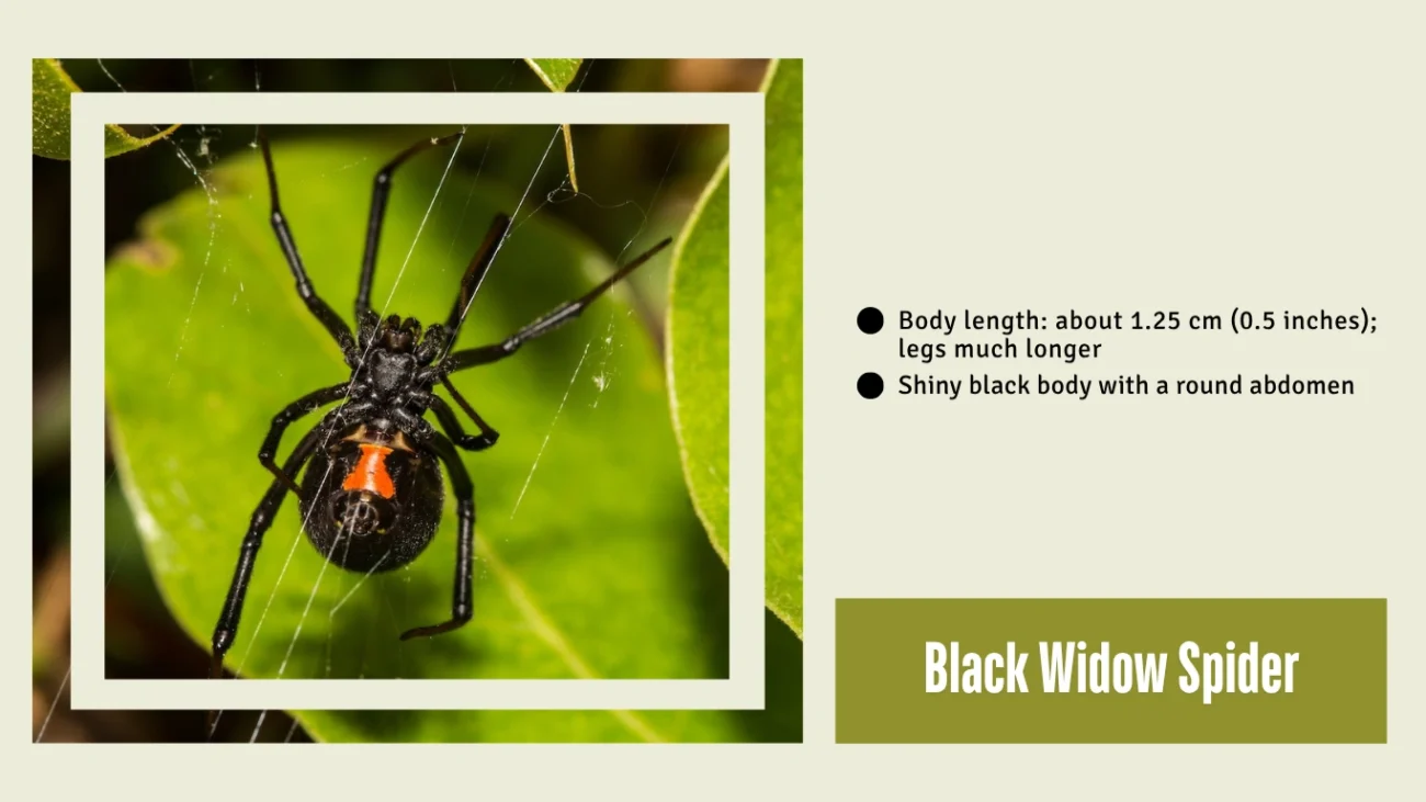 Black Widow Spider