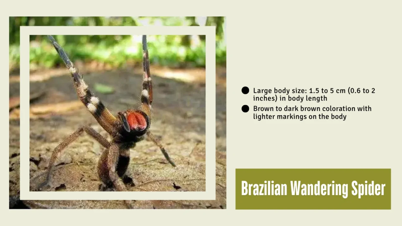 Brazilian Wandering Spider
