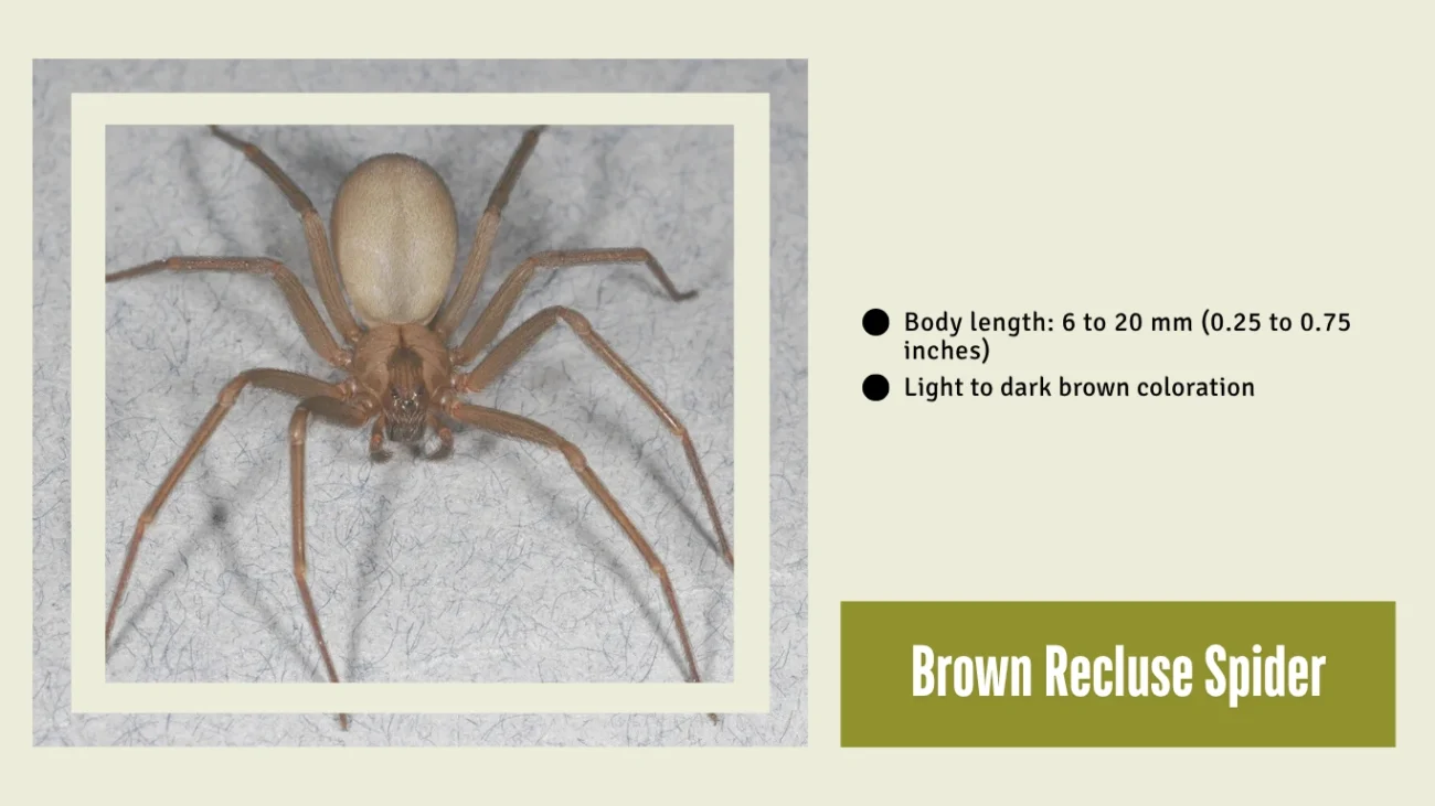 Brown Recluse Spider