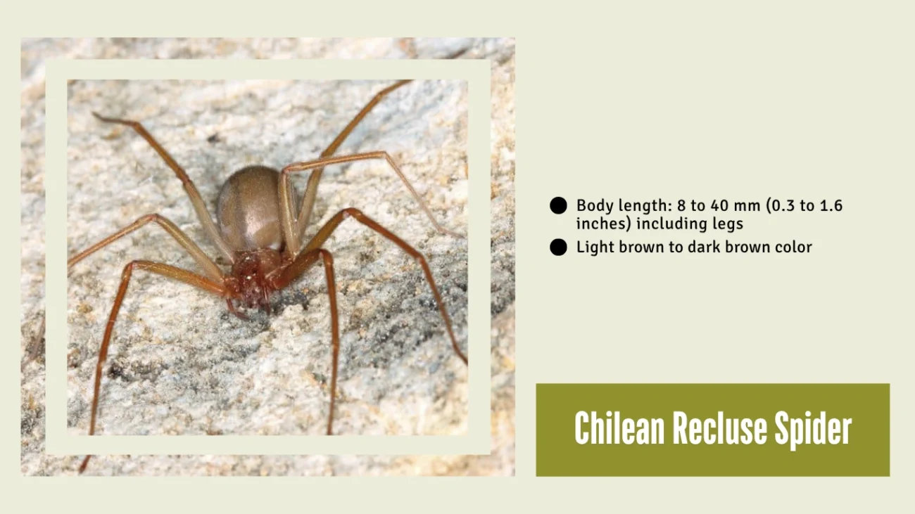 Chilean Recluse Spider