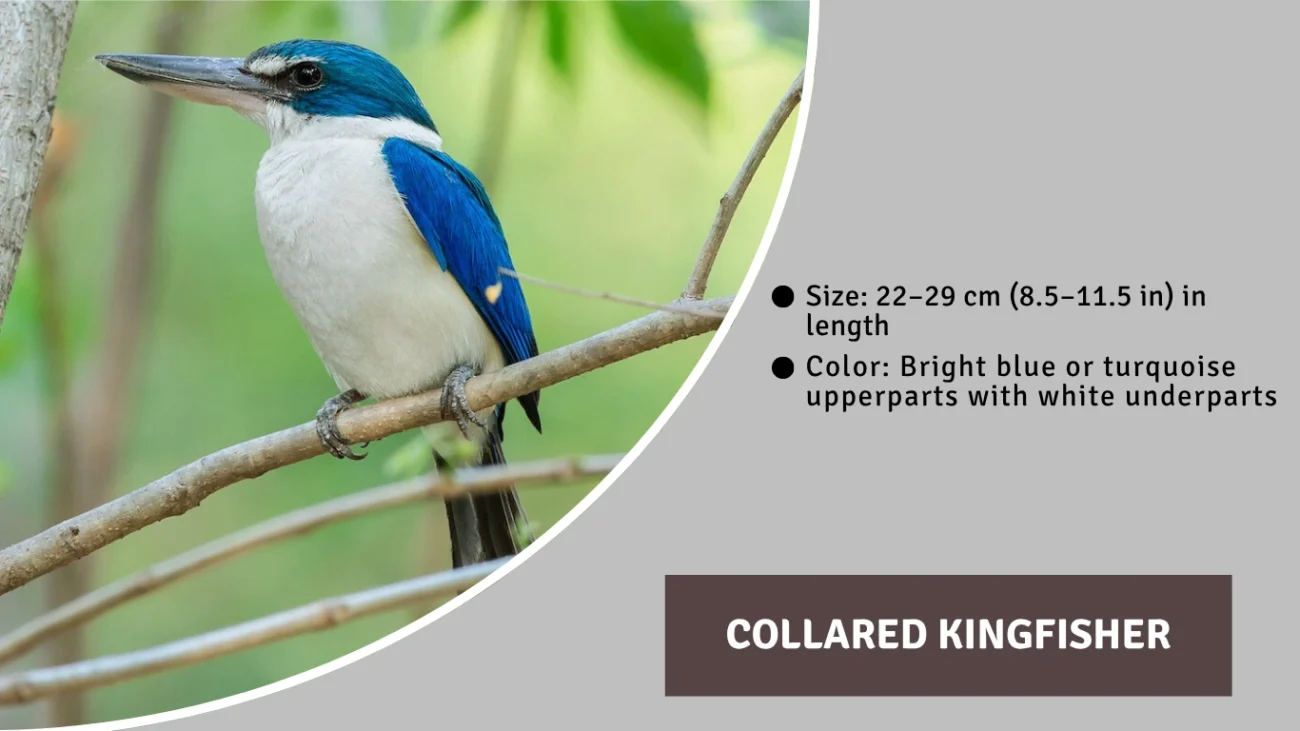 Collared Kingfisher