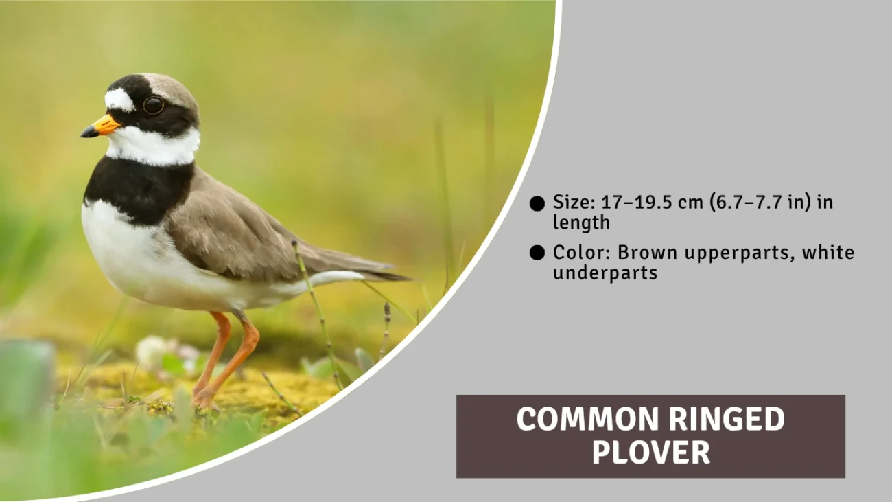 Common Ringed Plover