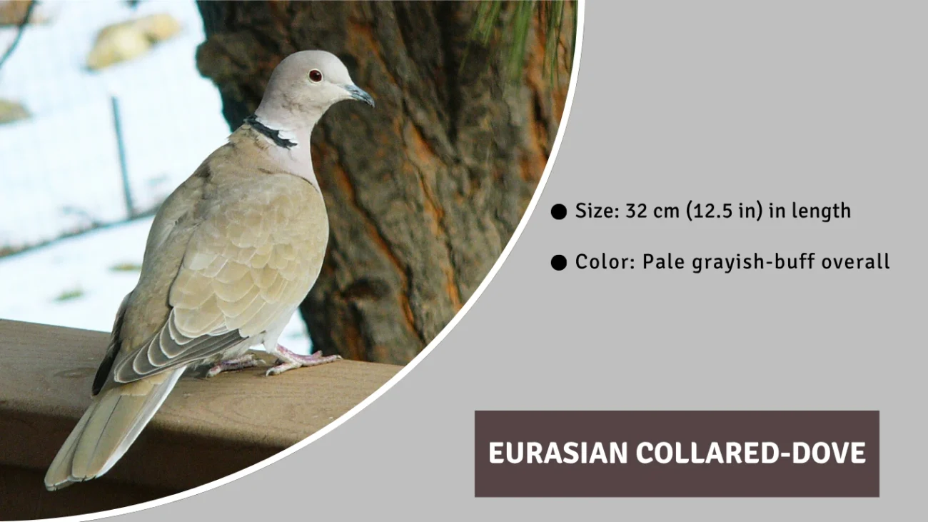 Eurasian Collared-Dove