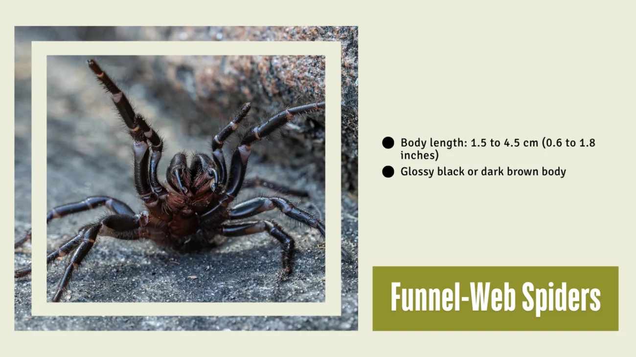Funnel-Web Spiders