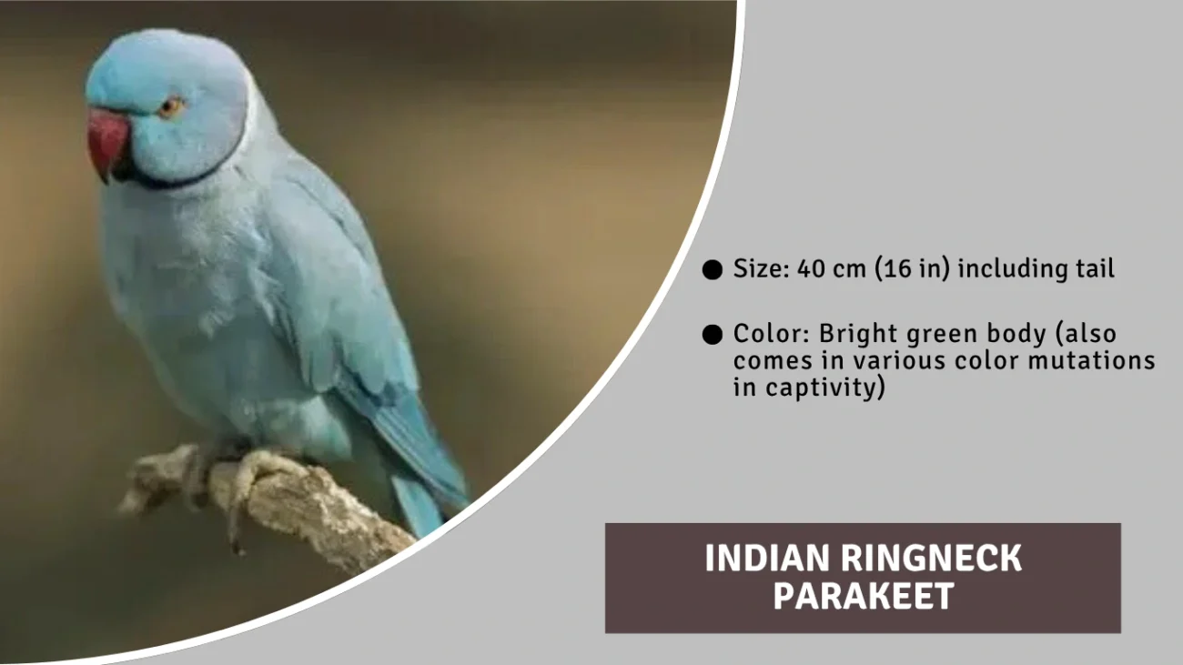 Indian Ringneck Parakeet