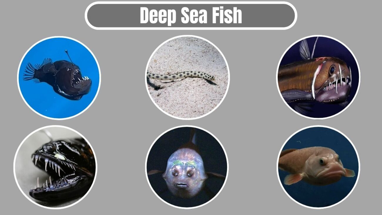 Deep Sea Fish