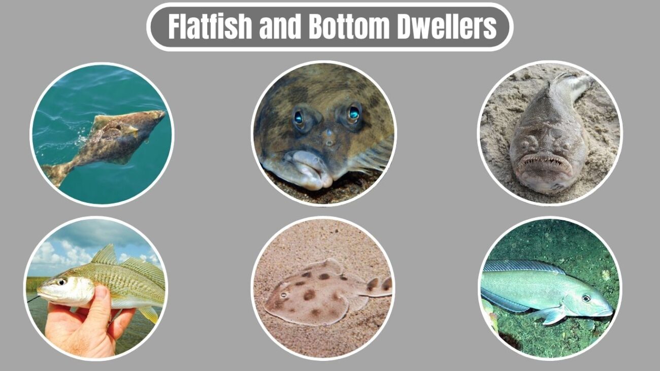 Flatfish and Bottom Dwellers