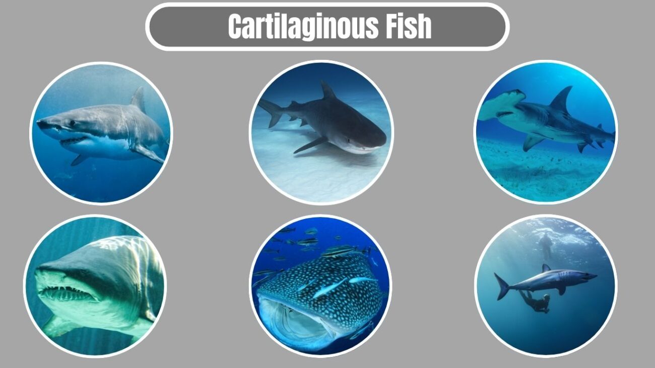 Cartilaginous Fish