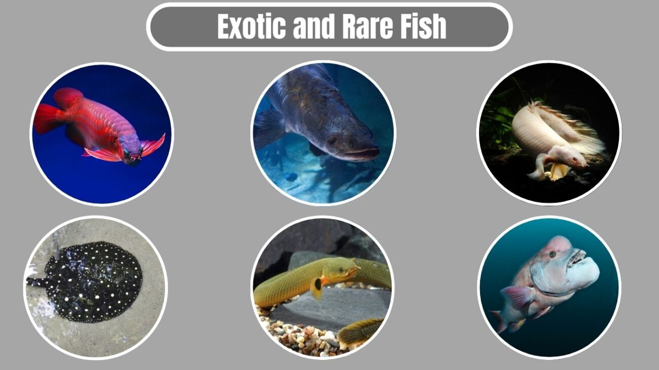 Exotic and Rare Fish