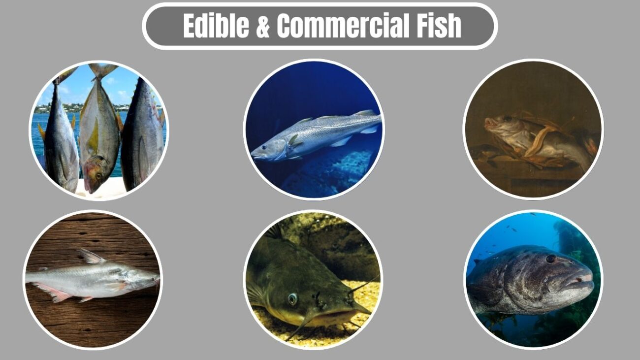 Edible & Commercial Fish