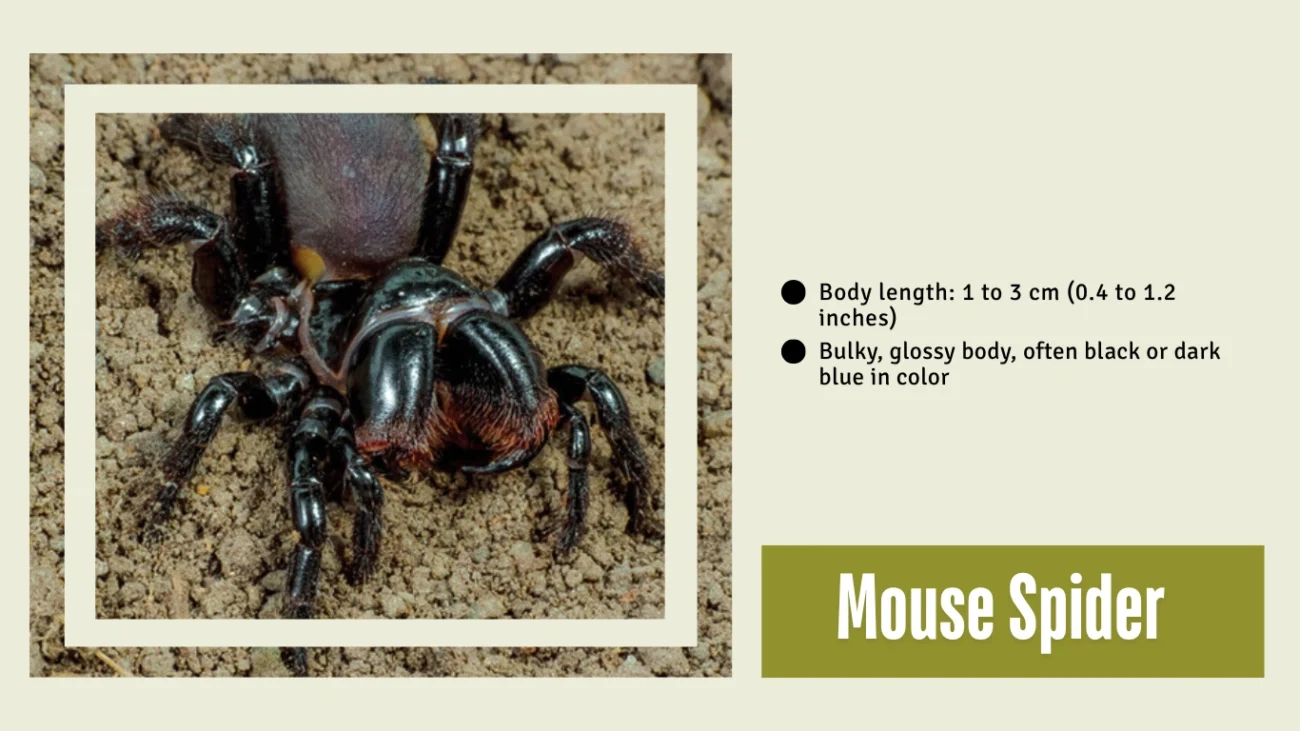 Mouse Spider