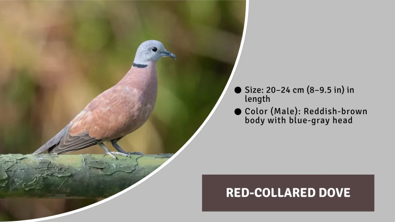 Red-collared Dove