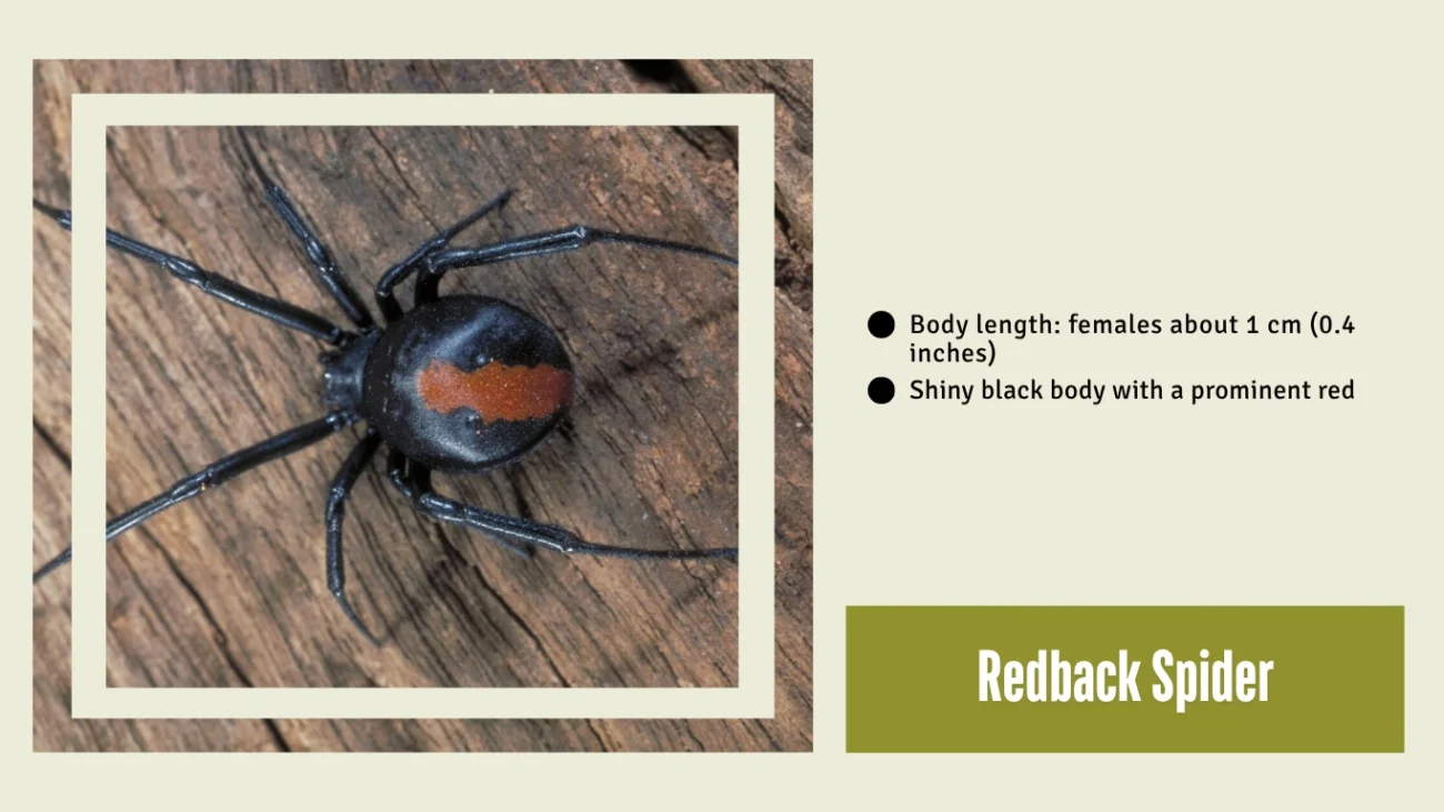 Redback Spider