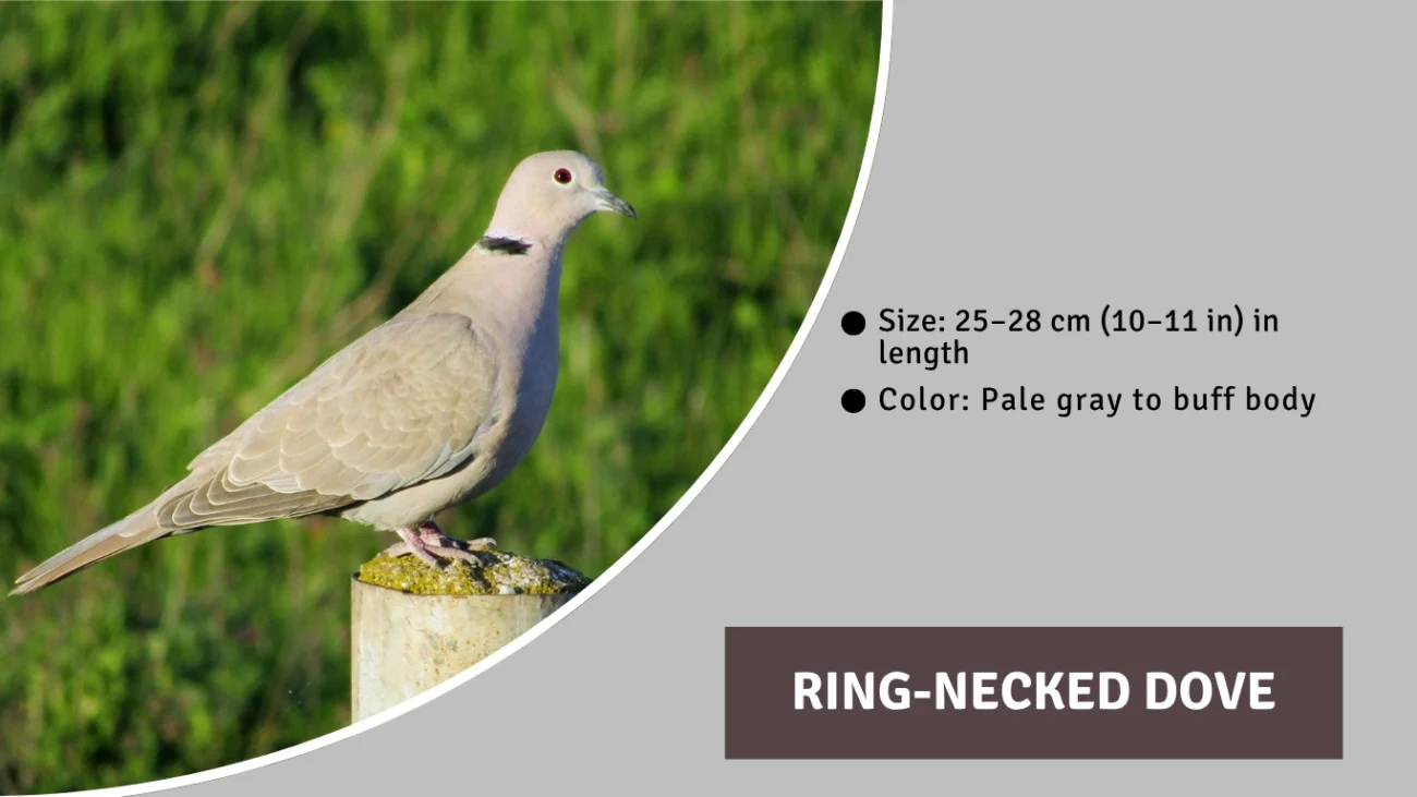 Ring-necked Dove