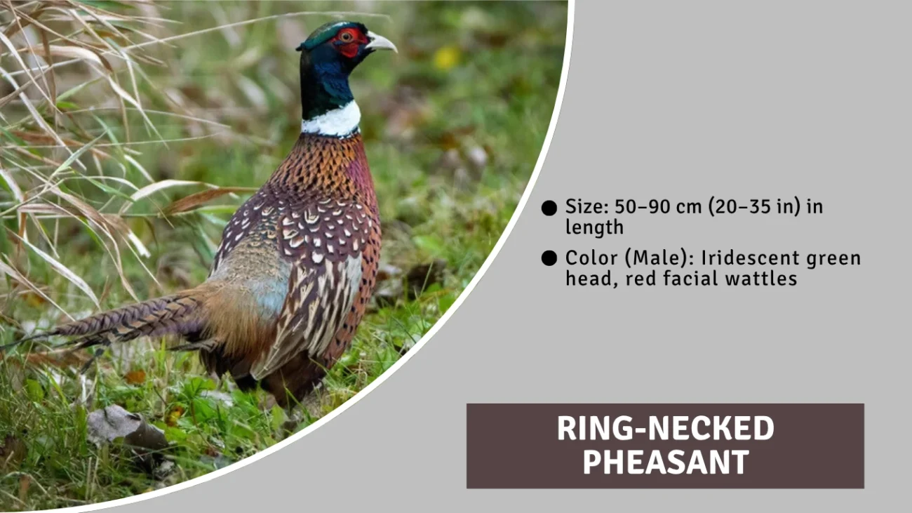 Ring-necked Pheasant