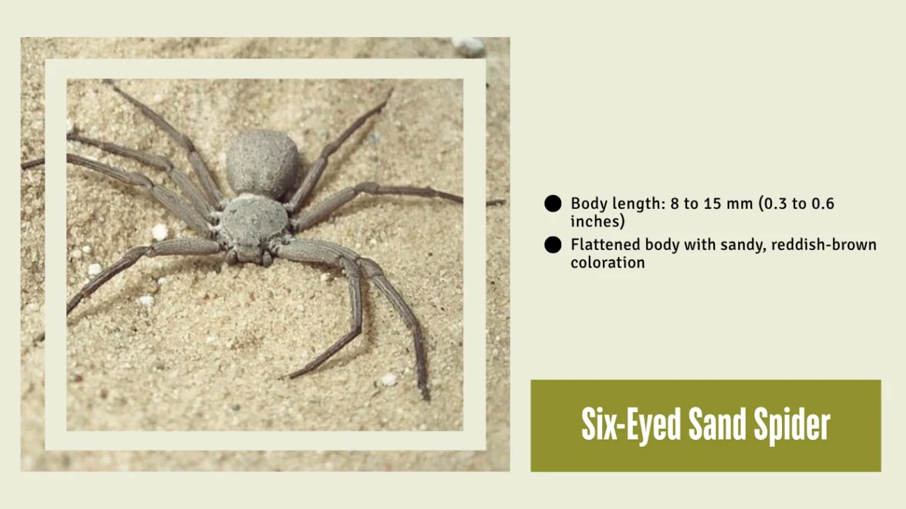 Six-Eyed Sand Spider