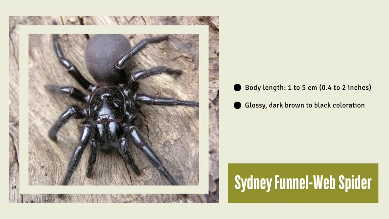 Sydney Funnel-Web Spider