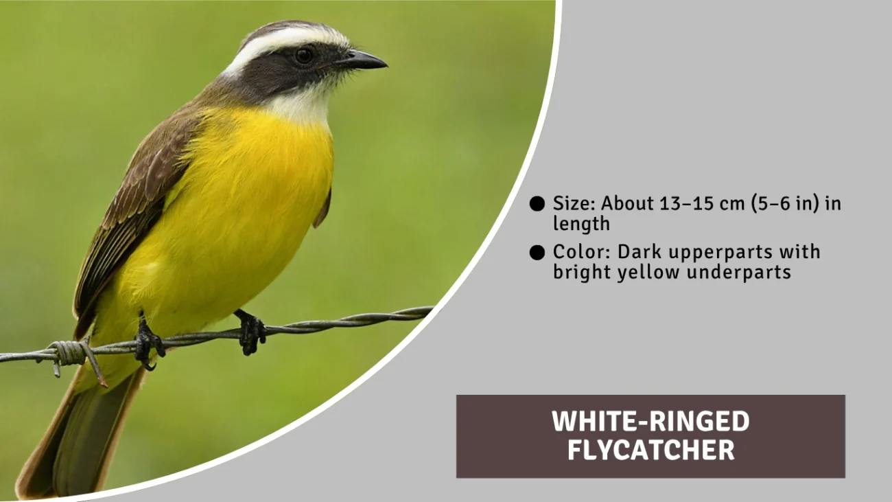 White-ringed Flycatcher