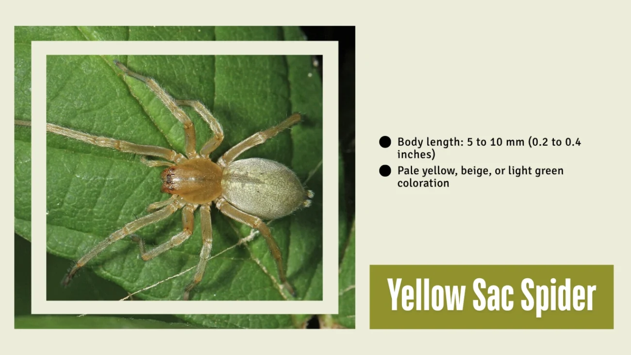Yellow Sac Spider