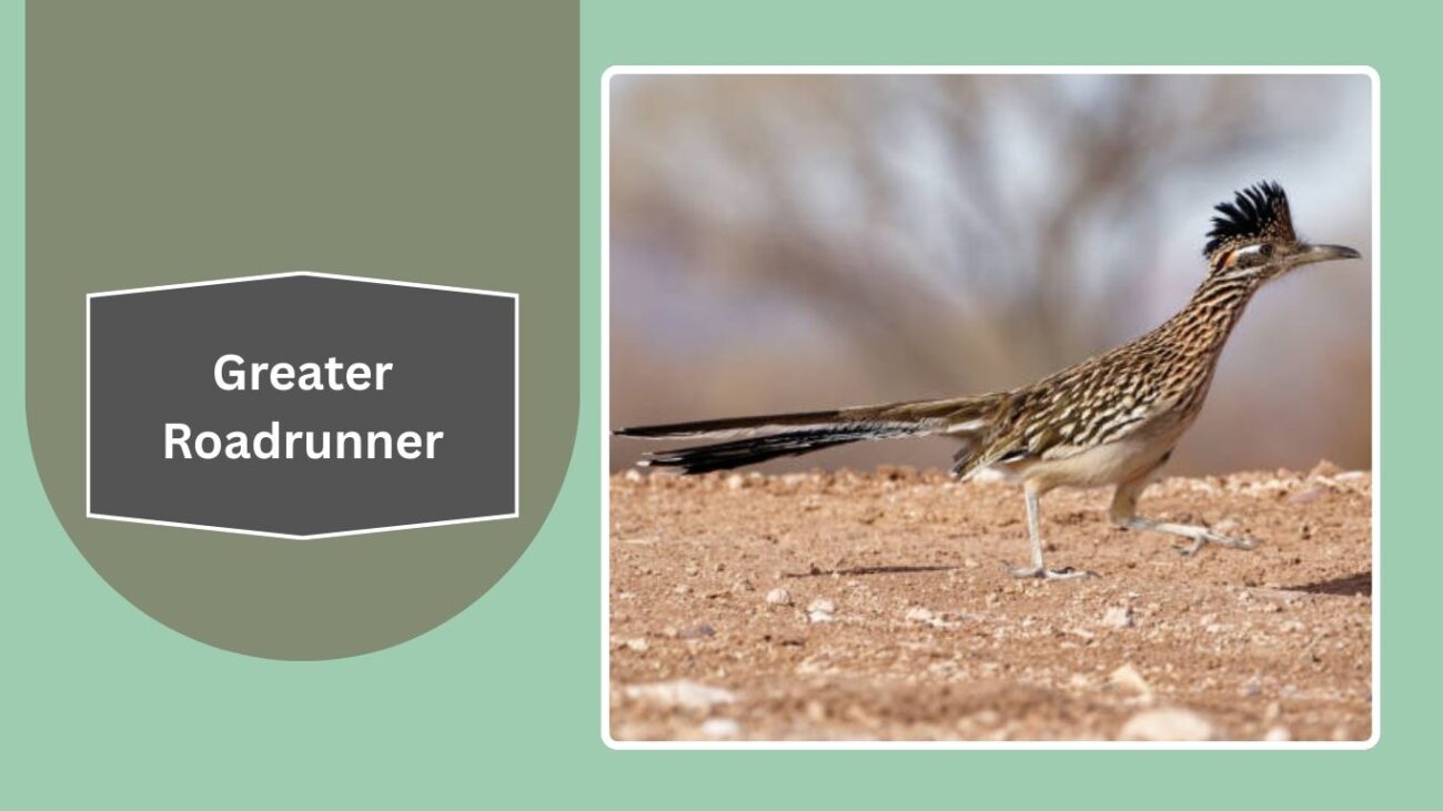 Greater Roadrunner