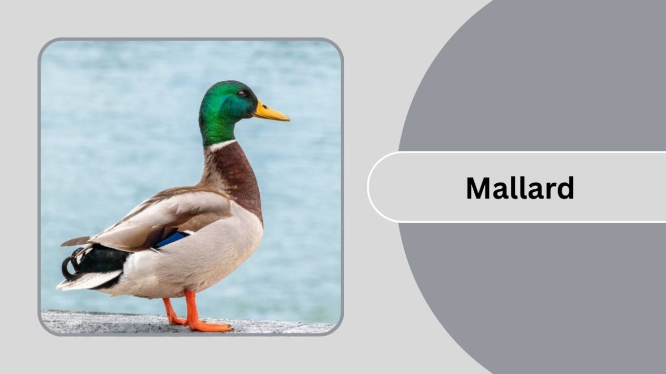 Mallard