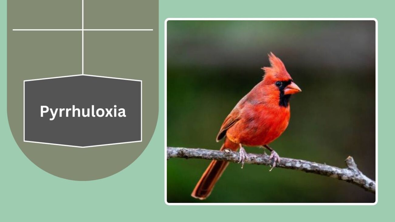 Pyrrhuloxia