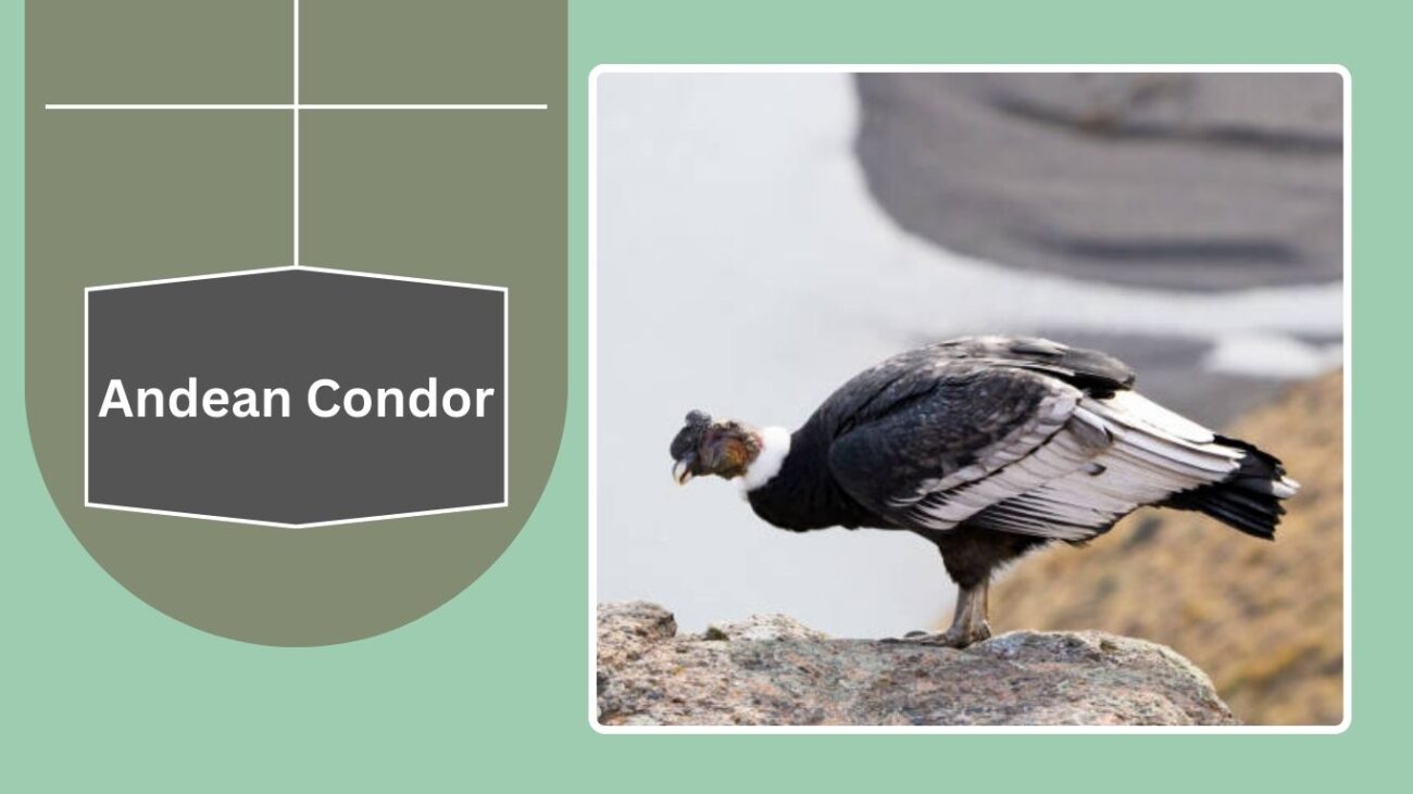 Andean Condor