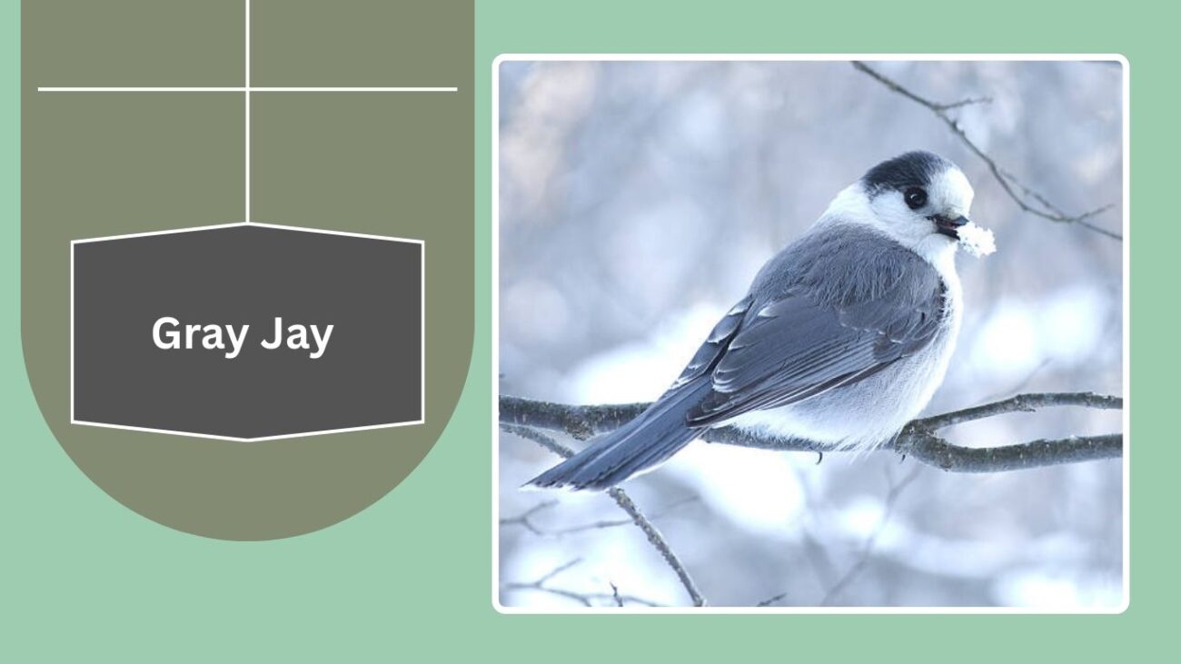 Gray Jay