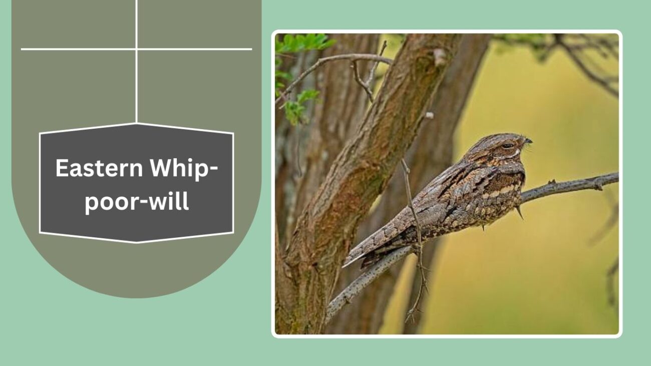 Eastern Whip-poor-will