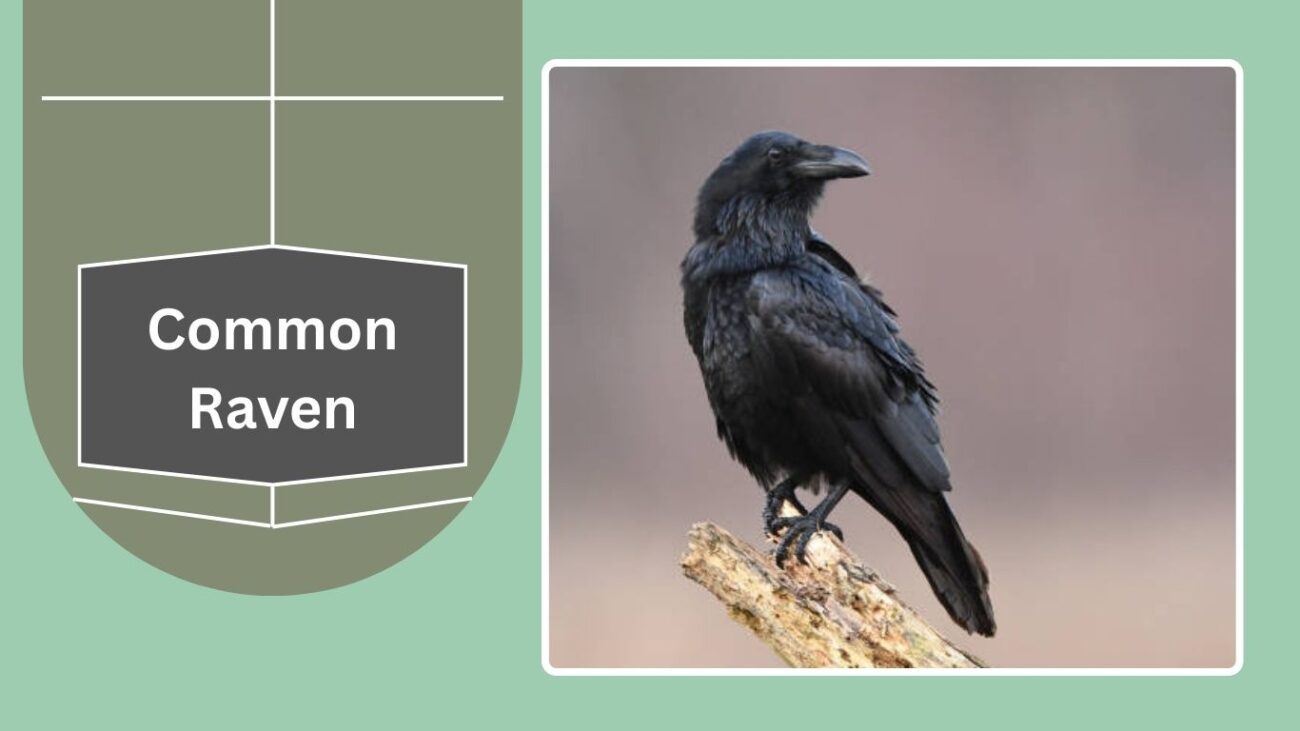 Common Raven