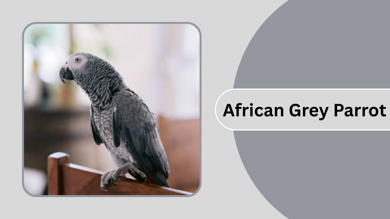 African Grey Parrot